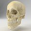 Human Skull
