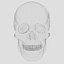 Human Skull