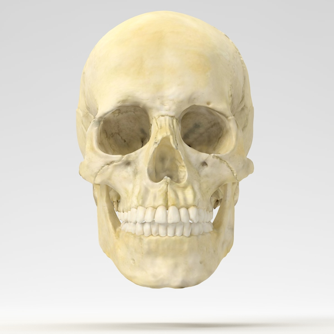 3d human skull https://p.turbosquid.com/ts-thumb/B7/r6HmfT/eLwvn4Bm/skulltextured_0000.jpg8c510bf22abb4f148009225e3064fdc8zoom/jpg/1371995385/1920x1080/turn_fit_q99/5a43d7b1a8e3f64cded028f9d18e8cb9a1cee8dd/skulltextured_0000.jpg8c510bf22abb4f148009225e3064fdc8zoom-1.jpg