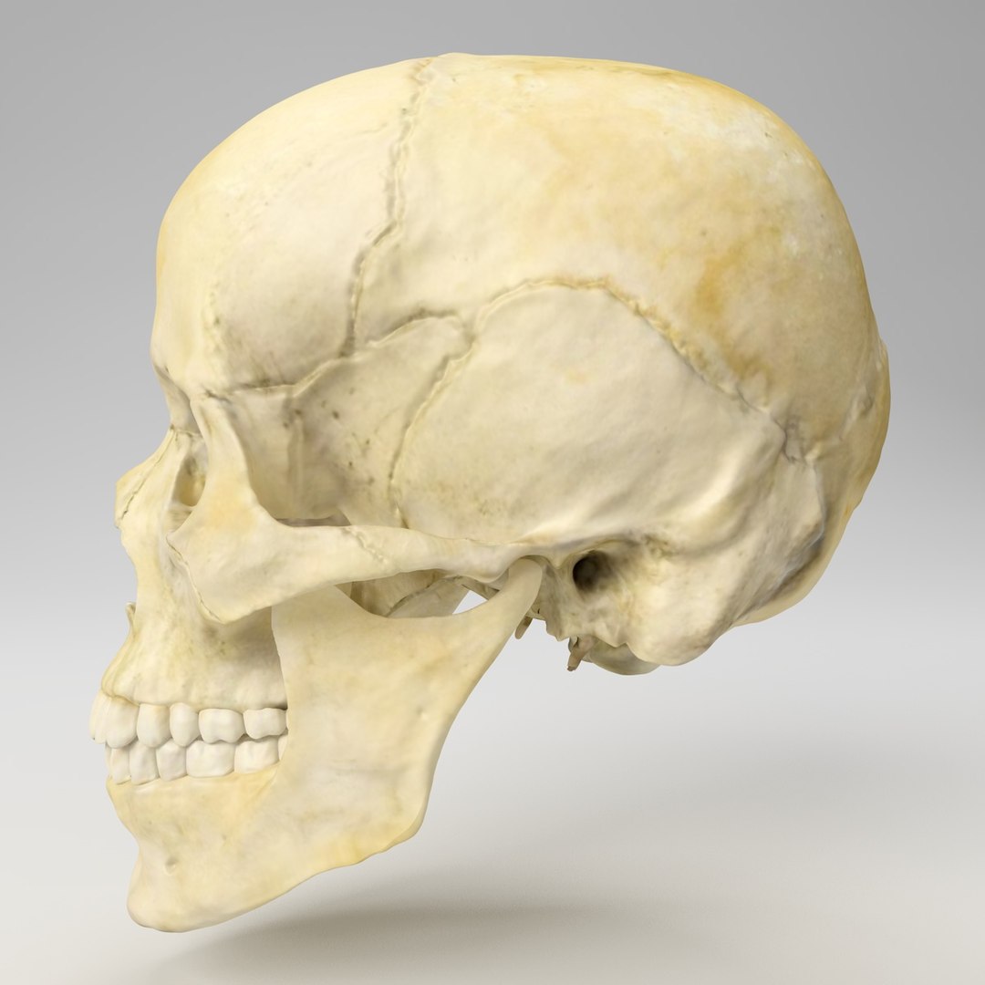 3d human skull https://p.turbosquid.com/ts-thumb/B7/r6HmfT/hmkraJmP/2/jpg/1371994863/1920x1080/fit_q87/8ca8aefa088b0ef5ac8292c4e96215b0e3b96b15/2.jpg