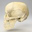 Human Skull