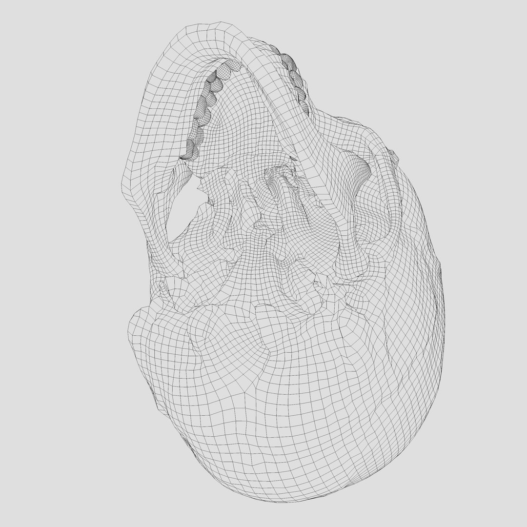 3d human skull https://p.turbosquid.com/ts-thumb/B7/r6HmfT/mKfpOilD/9/jpg/1371994863/1920x1080/fit_q87/814d7e0d3cdd91abb9d489804817fab834f3f3e2/9.jpg