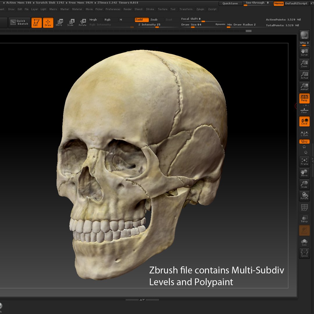 3d human skull https://p.turbosquid.com/ts-thumb/B7/r6HmfT/mXV1q9xy/zbrush/jpg/1371994863/1920x1080/fit_q87/140196fa71faf60f90f86c779b7abb6600d0175b/zbrush.jpg