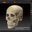 Human Skull