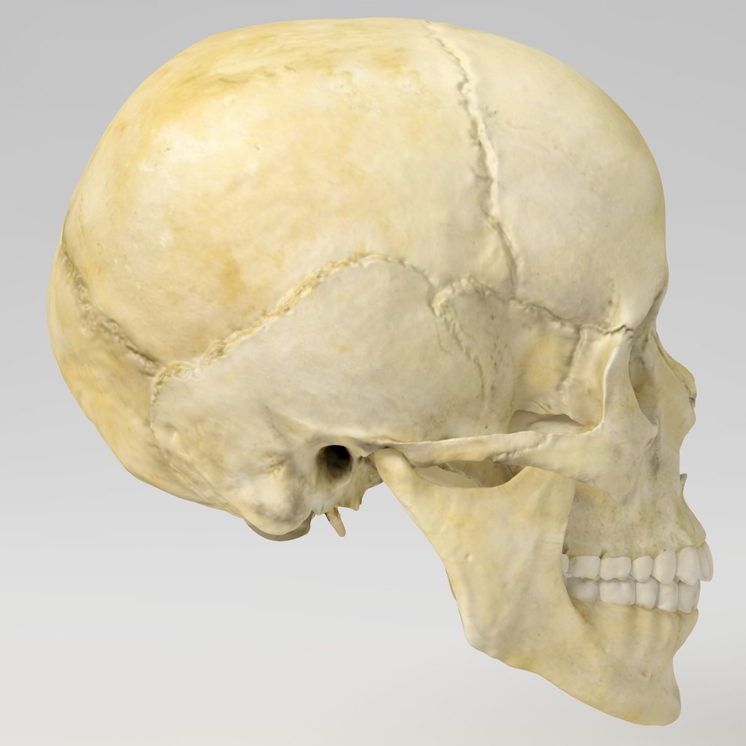 3d human skull https://p.turbosquid.com/ts-thumb/B7/r6HmfT/ndskPTGX/6/jpg/1371994863/1920x1080/fit_q87/32f6d3a4756c20a4280760aed510f5a45f65c144/6.jpg