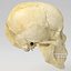 Human Skull
