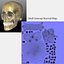 Human Skull