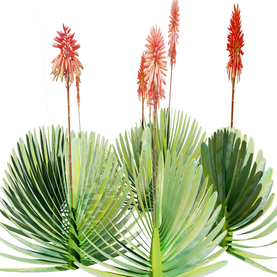3D Fan  Coral Aloe Pack model https://p.turbosquid.com/ts-thumb/B7/rpsLov/1Z/t4/jpg/1727210463/1920x1080/fit_q87/1752a08052ff3c676476f49b1b64527e750d3731/t4.jpg