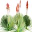 Pack Aloe Vera Corail