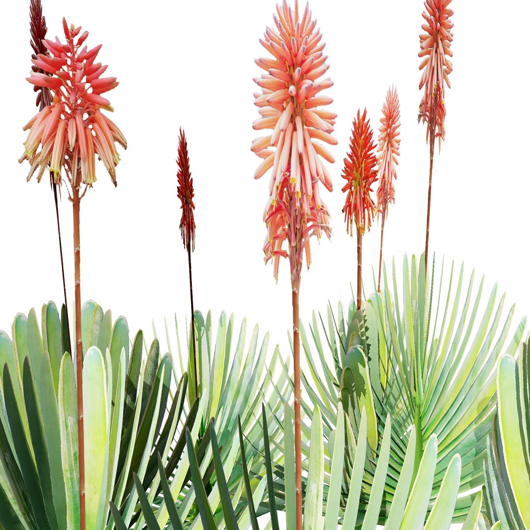 3D Fan  Coral Aloe Pack model https://p.turbosquid.com/ts-thumb/B7/rpsLov/6A/01t41/jpg/1727210456/1920x1080/fit_q87/ad3d3bbea1d194d8480ef547c0073b83167f7242/01t41.jpg