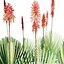 Pack Aloe Vera Corail