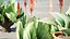 Pack Aloe Vera Corail