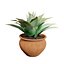 Pack Aloe Vera Corail