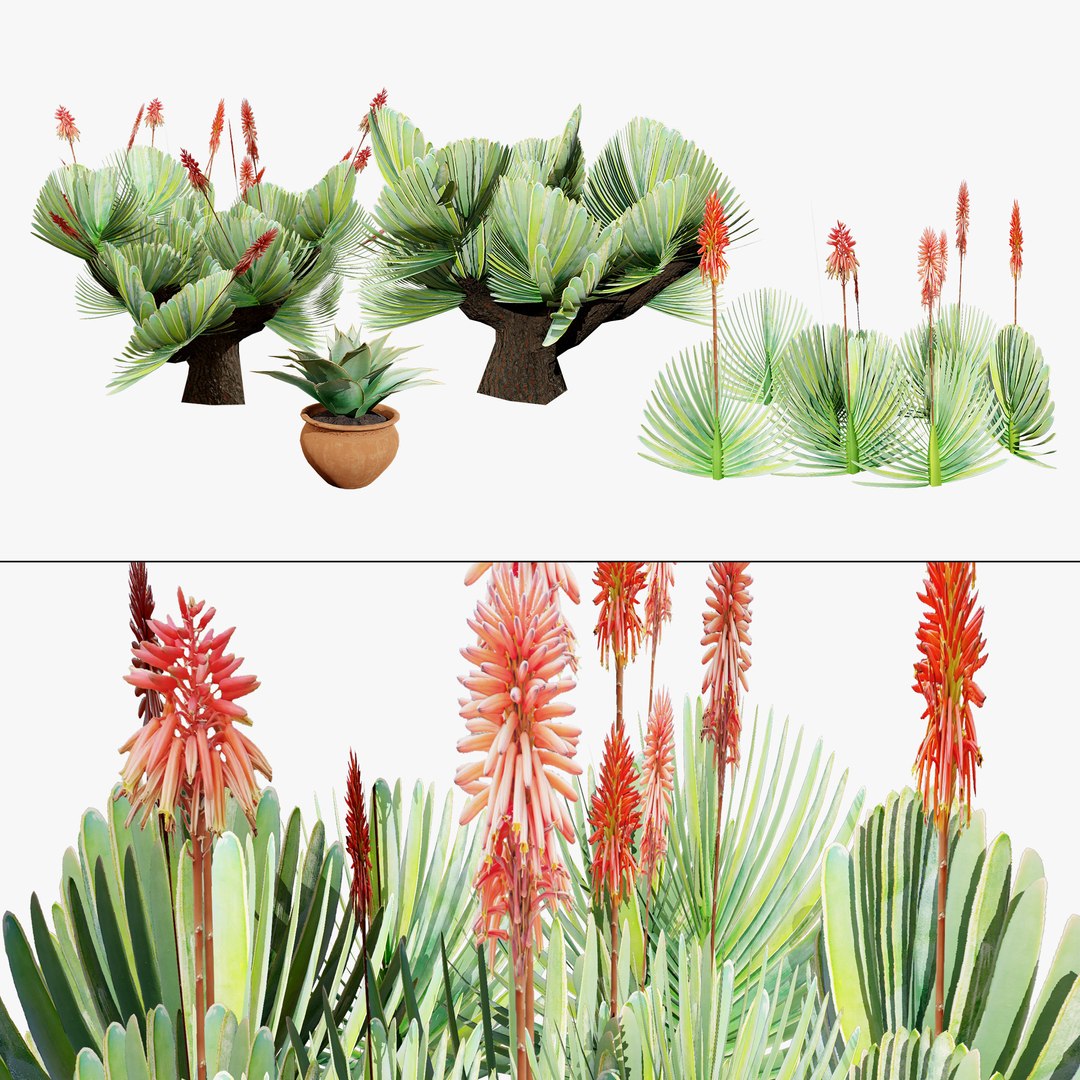 3D Fan  Coral Aloe Pack model https://p.turbosquid.com/ts-thumb/B7/rpsLov/bi/00search02/jpg/1727210457/1920x1080/fit_q87/490b4698292682786c785bf1d9402a24fc1a8360/00search02.jpg
