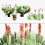 Pack Aloe Vera Corail