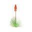 Pack Aloe Vera Corail