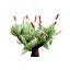 Pack Aloe Vera Corail