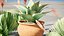 Pack Aloe Vera Corail