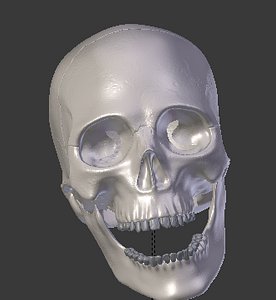 skull (high detail)