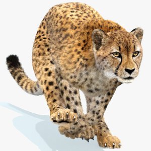 Cheetah Animated Fur