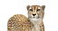 3D cheetah fur