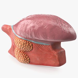 3D Human Tongue Half Anatomy Model