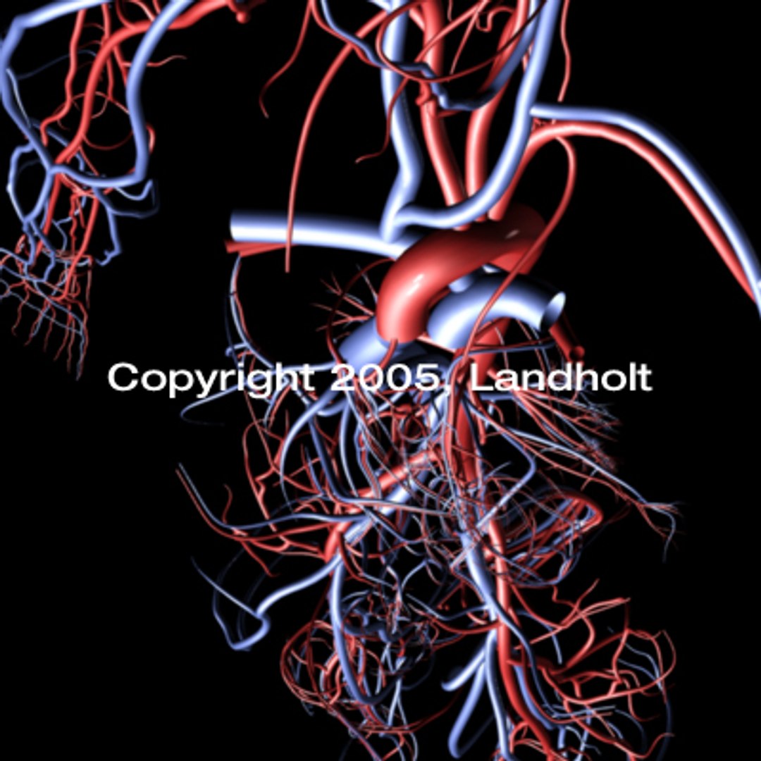 anatomically arteries veins 3d model https://p.turbosquid.com/ts-thumb/B8/BJL78y/P0WK68cs/arteries_veins_05/jpg/1158715537/1920x1080/fit_q87/71afee46acce658f8a9818caebcb9a0a67d1e2f8/arteries_veins_05.jpg