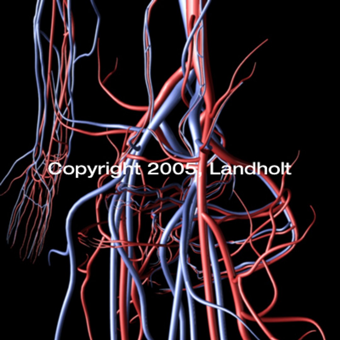 anatomically arteries veins 3d model https://p.turbosquid.com/ts-thumb/B8/BJL78y/bpSsFUrv/arteries_veins_06/jpg/1158715547/1920x1080/fit_q87/ca7a729b459de3169108450e735242708115b18d/arteries_veins_06.jpg