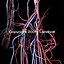 Arteries_v2