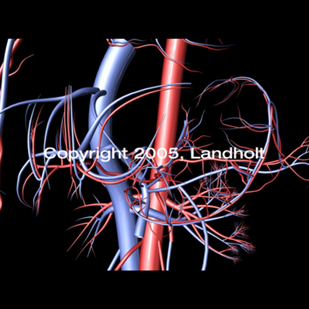 anatomically arteries veins 3d model https://p.turbosquid.com/ts-thumb/B8/BJL78y/dPb6ukhb/arteries_veins_04/jpg/1158715526/1920x1080/fit_q87/ce1ffc6146533b4f750aa6f5f56bd6f7e961f777/arteries_veins_04.jpg