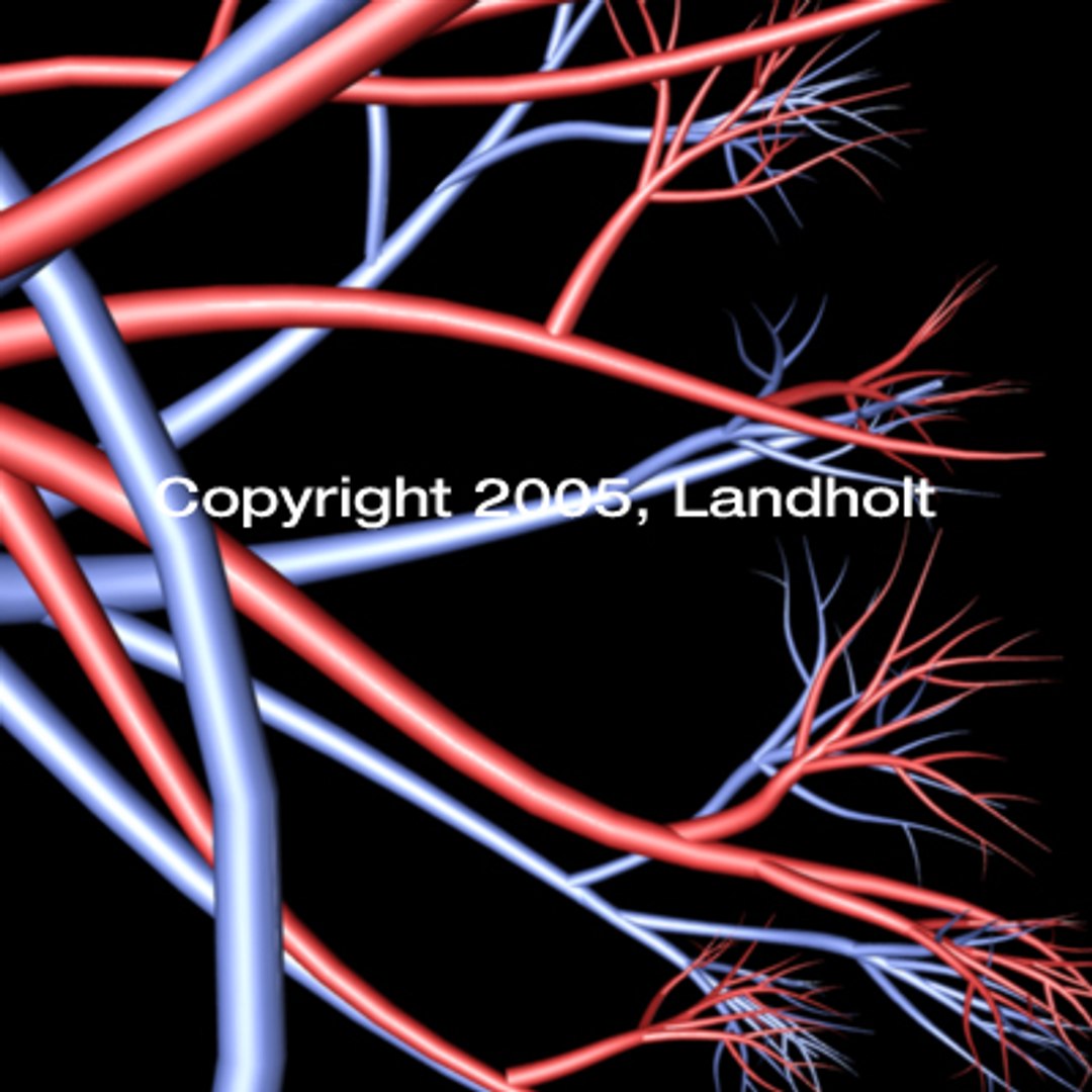 anatomically arteries veins 3d model https://p.turbosquid.com/ts-thumb/B8/BJL78y/jDPYd6vi/arteries_veins_07/jpg/1158715558/1920x1080/fit_q87/c88366f0f1d8b4e174cad60f5e45cd84dae8ea5f/arteries_veins_07.jpg