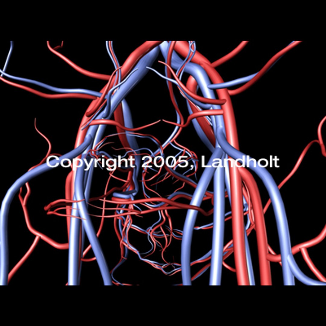 anatomically arteries veins 3d model https://p.turbosquid.com/ts-thumb/B8/BJL78y/mobn6VXq/arteries_veins_03/jpg/1158715516/1920x1080/fit_q87/92b61678162318670454aba3b6e23723d1a28f26/arteries_veins_03.jpg