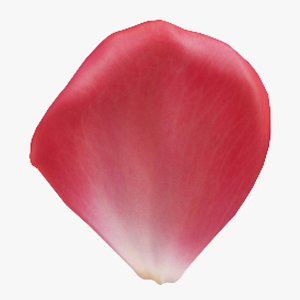 Pink Rose Petals