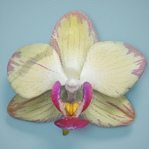 orchid flower 3d model