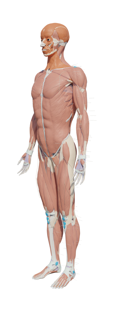 Complete Homan Body Anatomy 3D Model - TurboSquid 2083147