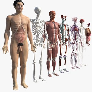Complete Homan body anatomy 3D model
