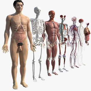 Complete Homan body anatomy male anatomy