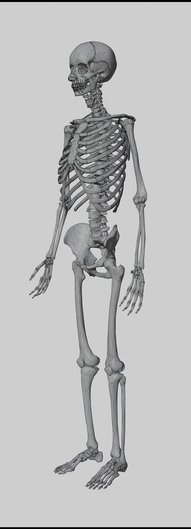 Complete Homan Body Anatomy 3D Model - TurboSquid 2083147