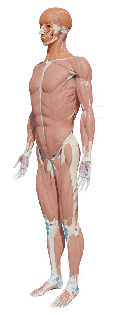Complete Homan body anatomy 3D model - TurboSquid 2083147