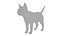 Cat white  black