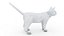 Cat white  black