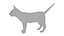Cat white  black