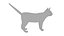 Cat white  black
