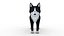 Cat white  black
