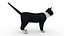 Cat white  black
