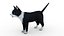 Cat white  black