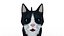 Cat white  black