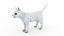 Cat white  black