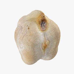 Dry Garbanzo Bean 02 - Raw Scan model