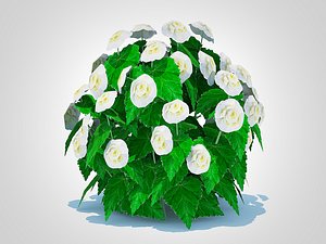 3D Begonia -White model
